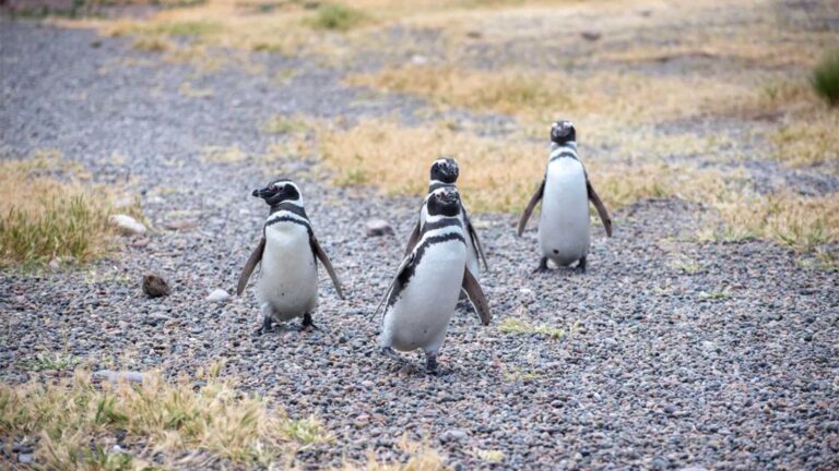Lee más sobre el artículo Nuevo streaming del Conicet: ¿Qué podemos aprender sobre los pingüinos?