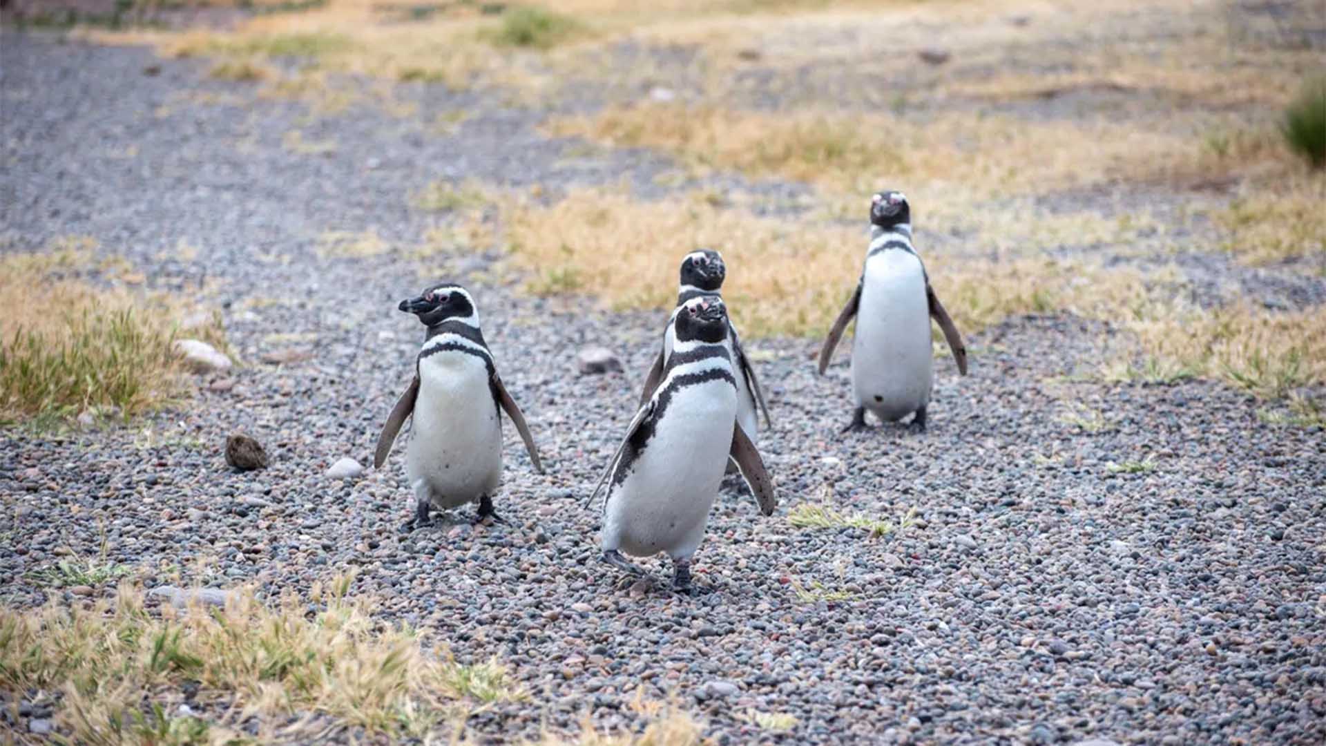 Nuevo streaming del Conicet: ¿Qué podemos aprender sobre los pingüinos?